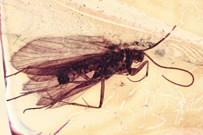 Detailed Fossil Caddisfly (Trichoptera) In Baltic Amber #367491